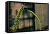 Plants on the Highline NYC-null-Framed Stretched Canvas