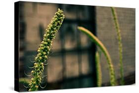 Plants on the Highline NYC-null-Stretched Canvas