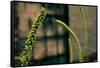 Plants on the Highline NYC-null-Framed Stretched Canvas