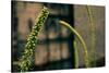 Plants on the Highline NYC-null-Stretched Canvas