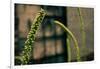 Plants on the Highline NYC-null-Framed Photo