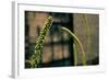 Plants on the Highline NYC-null-Framed Photo