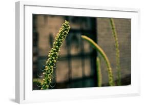 Plants on the Highline NYC-null-Framed Photo