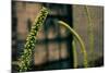 Plants on the Highline NYC-null-Mounted Photo