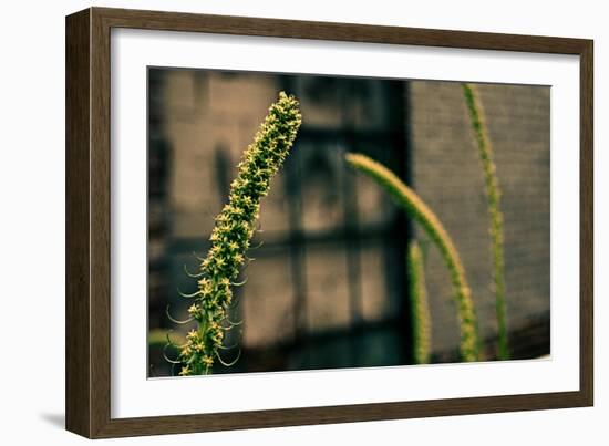 Plants on the Highline NYC-null-Framed Photo