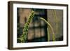 Plants on the Highline NYC-null-Framed Photo