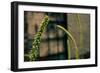 Plants on the Highline NYC-null-Framed Photo