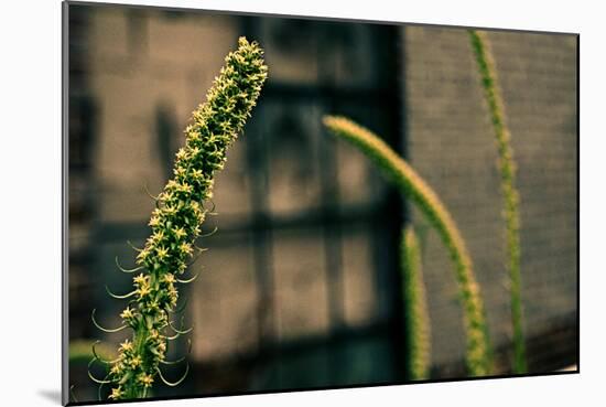 Plants on the Highline NYC-null-Mounted Photo