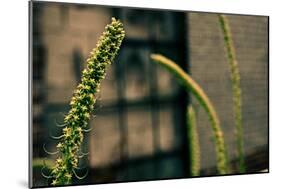 Plants on the Highline NYC-null-Mounted Photo