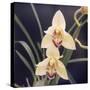 Plants, Orchid-null-Stretched Canvas