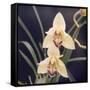 Plants, Orchid-null-Framed Stretched Canvas