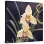 Plants, Orchid-null-Stretched Canvas