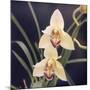 Plants, Orchid-null-Mounted Photographic Print