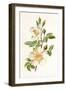 Plants, Rosa Arvensis-F Edward Hulme-Framed Art Print