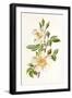 Plants, Rosa Arvensis-F Edward Hulme-Framed Art Print