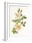 Plants, Rosa Arvensis-F Edward Hulme-Framed Art Print