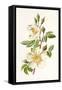 Plants, Rosa Arvensis-F Edward Hulme-Framed Stretched Canvas