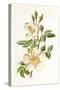 Plants, Rosa Arvensis-F Edward Hulme-Stretched Canvas