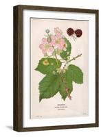 Plants, Rubus Fruticosus-Mabel E Step-Framed Art Print