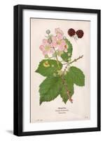 Plants, Rubus Fruticosus-Mabel E Step-Framed Art Print