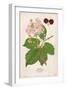 Plants, Rubus Fruticosus-Mabel E Step-Framed Art Print