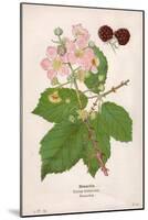 Plants, Rubus Fruticosus-Mabel E Step-Mounted Art Print