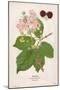 Plants, Rubus Fruticosus-Mabel E Step-Mounted Art Print