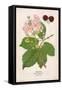 Plants, Rubus Fruticosus-Mabel E Step-Framed Stretched Canvas