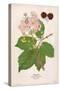 Plants, Rubus Fruticosus-Mabel E Step-Stretched Canvas
