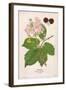 Plants, Rubus Fruticosus-Mabel E Step-Framed Art Print