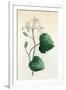 Plants, Sanicula Europaea-null-Framed Art Print