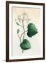 Plants, Sanicula Europaea-null-Framed Art Print