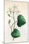 Plants, Sanicula Europaea-null-Mounted Art Print