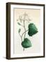 Plants, Sanicula Europaea-null-Framed Art Print