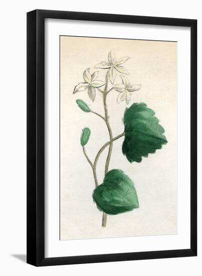 Plants, Sanicula Europaea-null-Framed Art Print