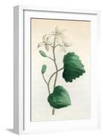 Plants, Sanicula Europaea-null-Framed Art Print