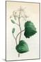 Plants, Sanicula Europaea-null-Mounted Art Print