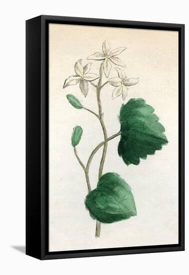 Plants, Sanicula Europaea-null-Framed Stretched Canvas