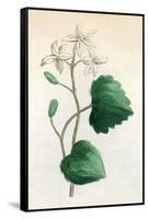 Plants, Sanicula Europaea-null-Framed Stretched Canvas