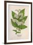 Plants, Spiraea Ulmaria-Mabel E Step-Framed Art Print