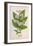 Plants, Spiraea Ulmaria-Mabel E Step-Framed Art Print