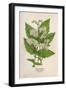 Plants, Spiraea Ulmaria-Mabel E Step-Framed Art Print