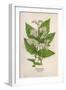 Plants, Spiraea Ulmaria-Mabel E Step-Framed Art Print