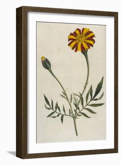 Plants, Tagetes Patula-William Curtis-Framed Art Print