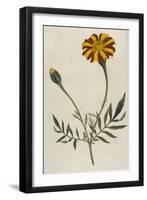 Plants, Tagetes Patula-William Curtis-Framed Art Print