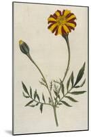 Plants, Tagetes Patula-William Curtis-Mounted Art Print