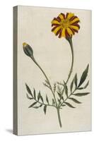 Plants, Tagetes Patula-William Curtis-Stretched Canvas