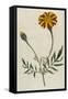 Plants, Tagetes Patula-William Curtis-Framed Stretched Canvas