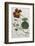 Plants, Tropaeolum Majus-William Curtis-Framed Photographic Print