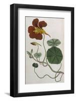 Plants, Tropaeolum Majus-William Curtis-Framed Photographic Print